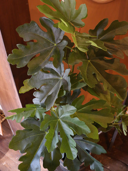 Large Faux Fig Tree In Pot