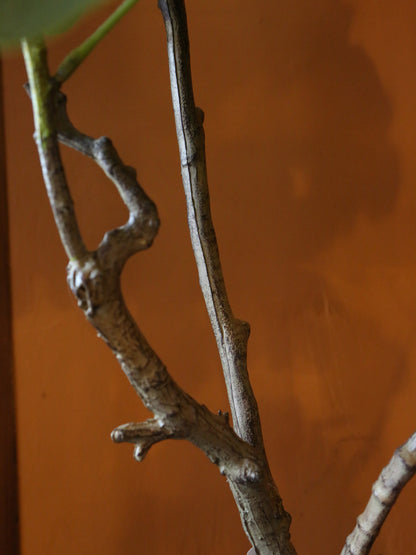 Large Faux Fig Tree In Pot