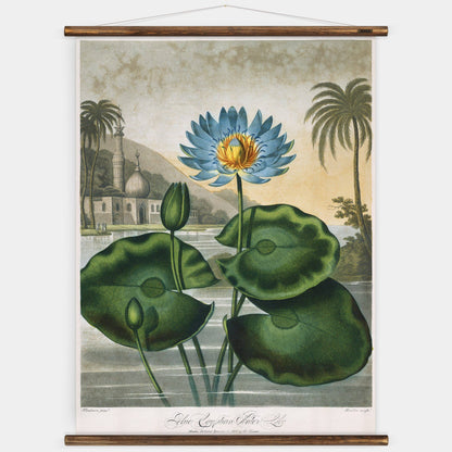 The Water Lily - Botanical Wall Chart