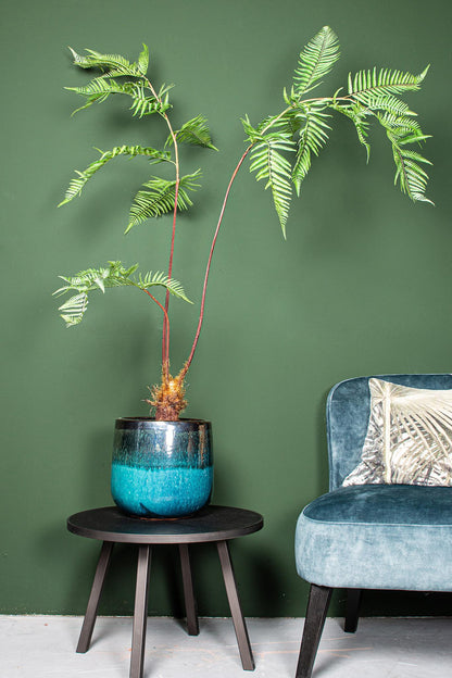 Faux Green Sword Plant - In Black Pot