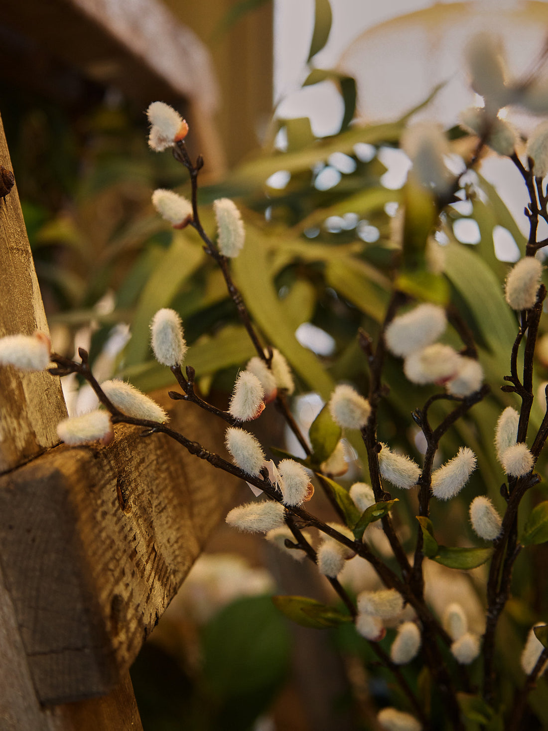 Natural Pussy Willow Stem