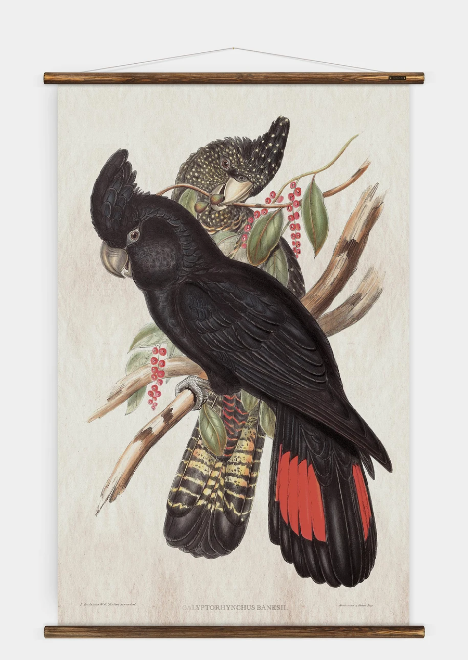 Wall Hanging Black Cockatoo