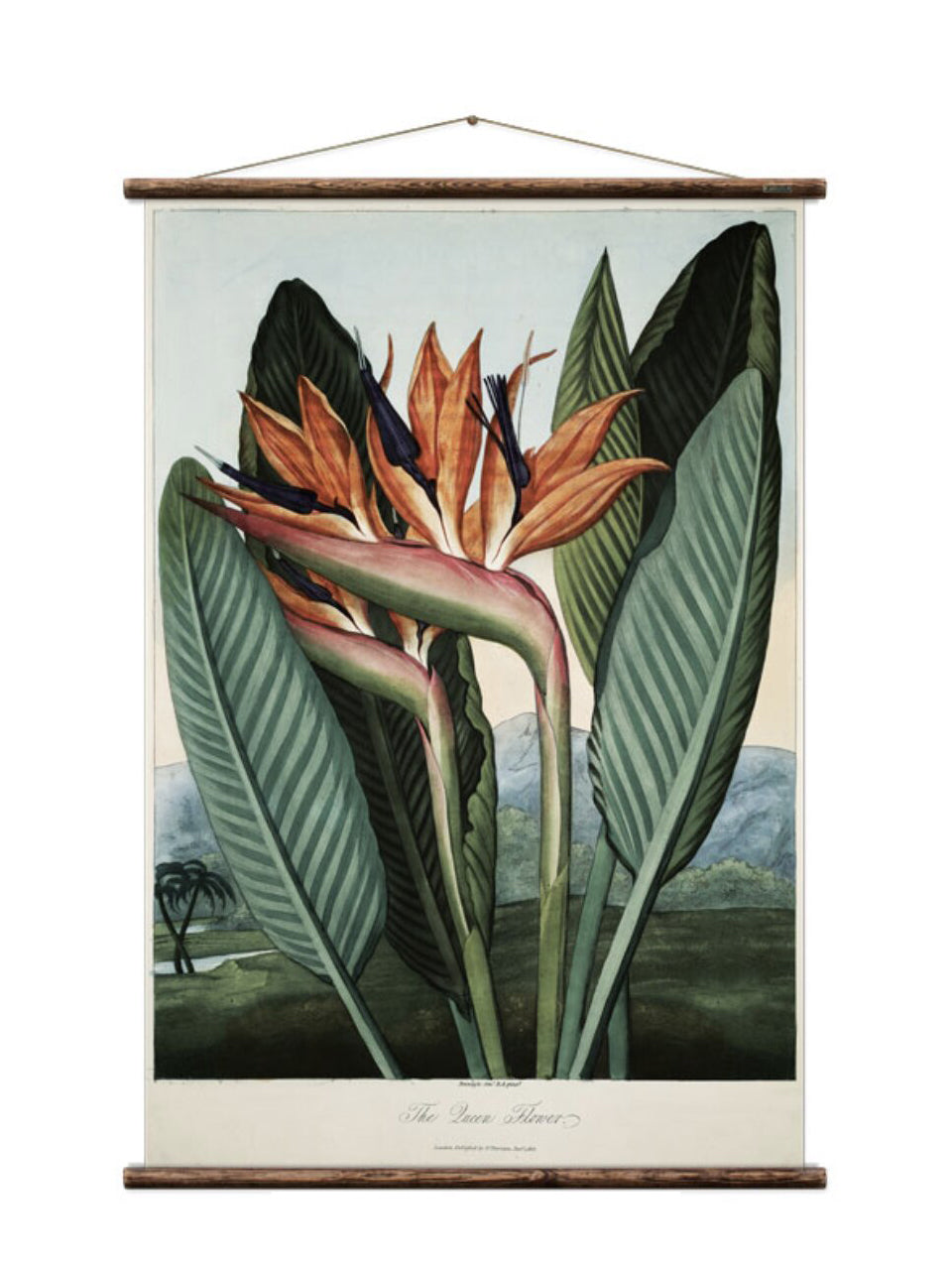 Wall Hanging Bird of Paradise The Queen Flower