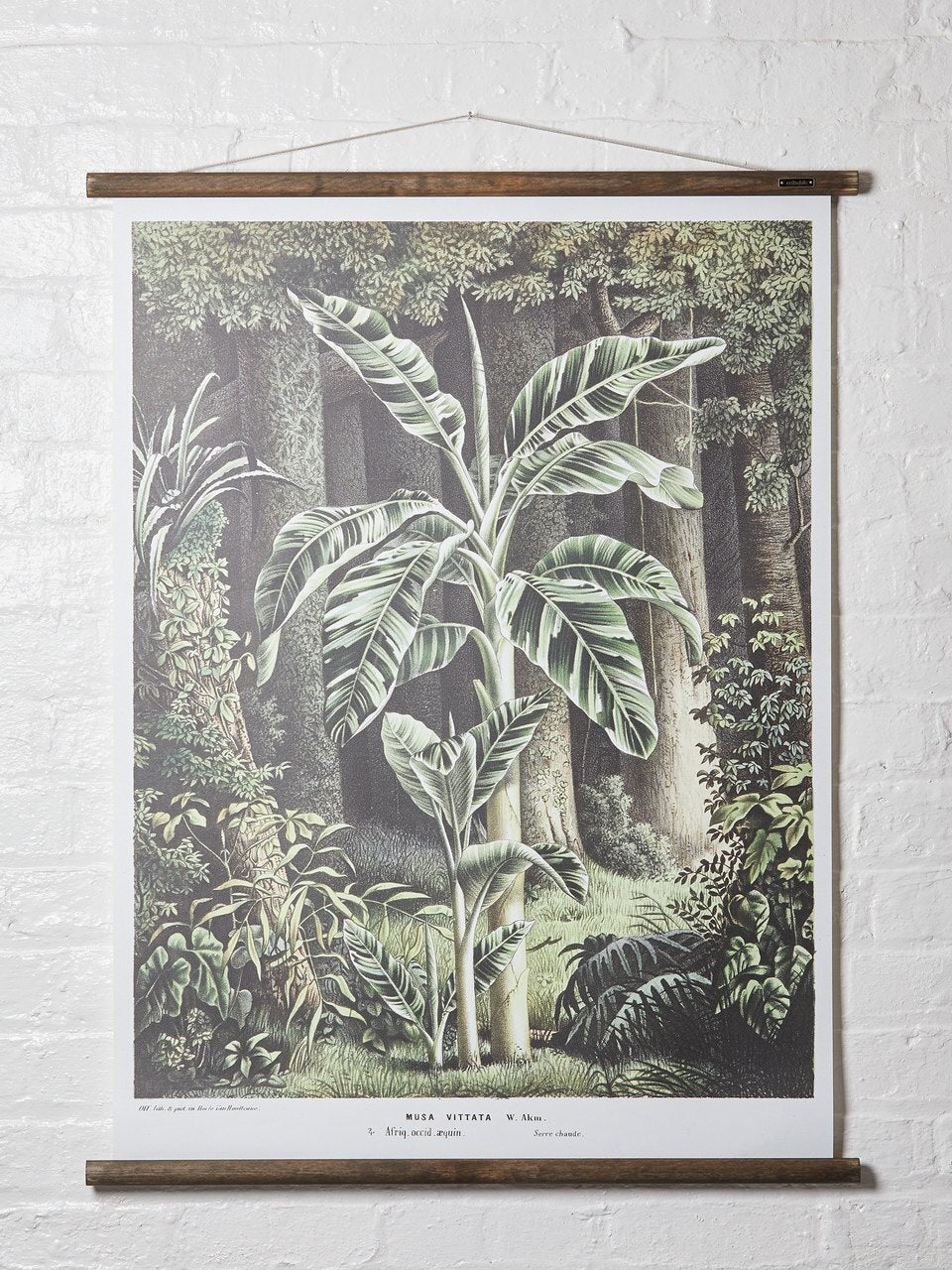 Wall Hanging Musa Vittata