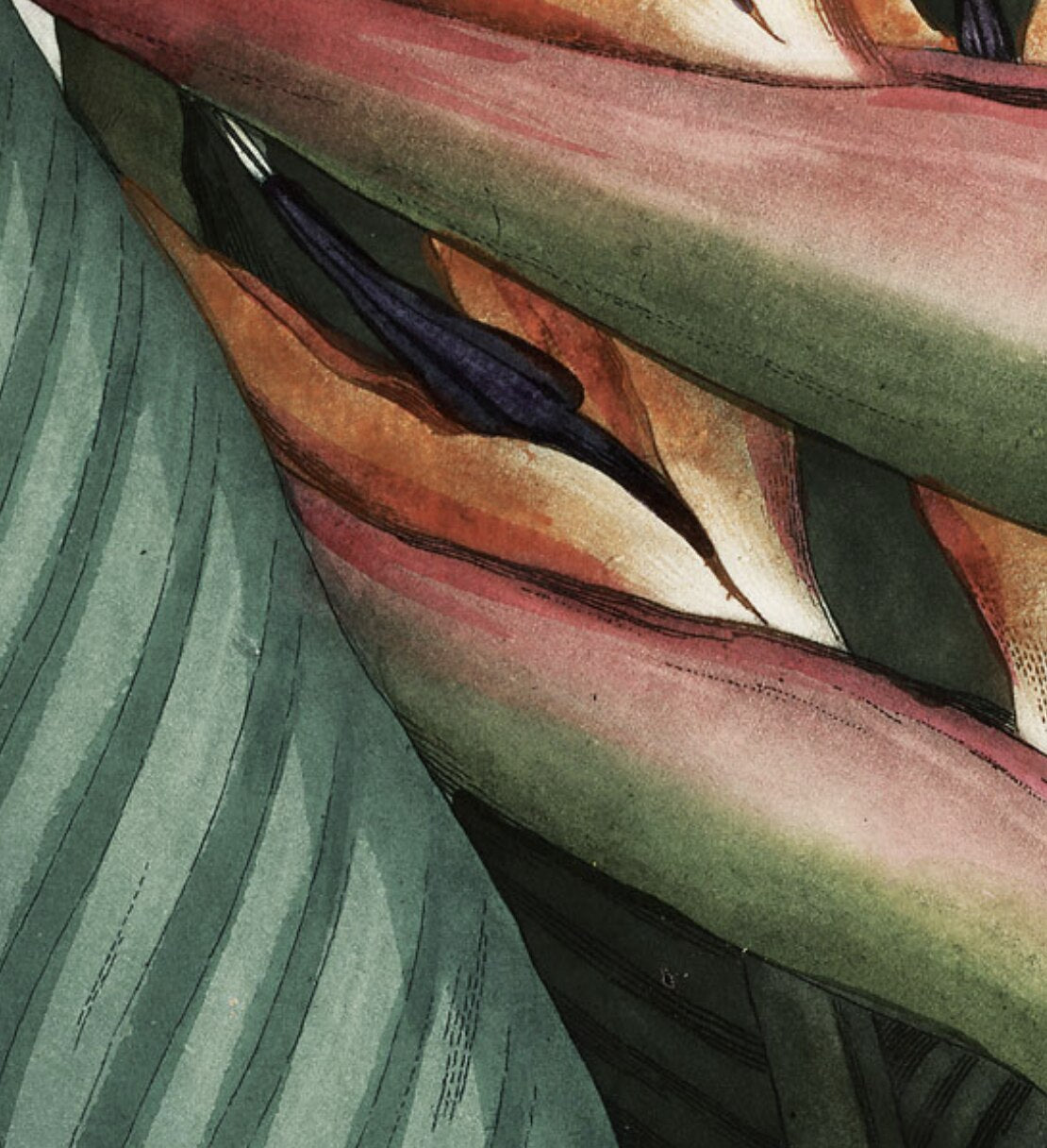 Wall Hanging Bird of Paradise The Queen Flower